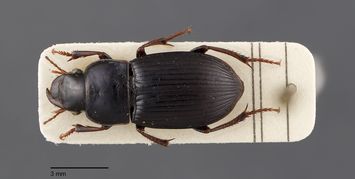 preview Harpalus rubripes